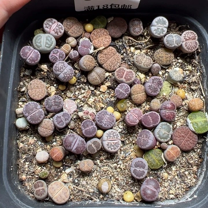 【闪购商品】052……