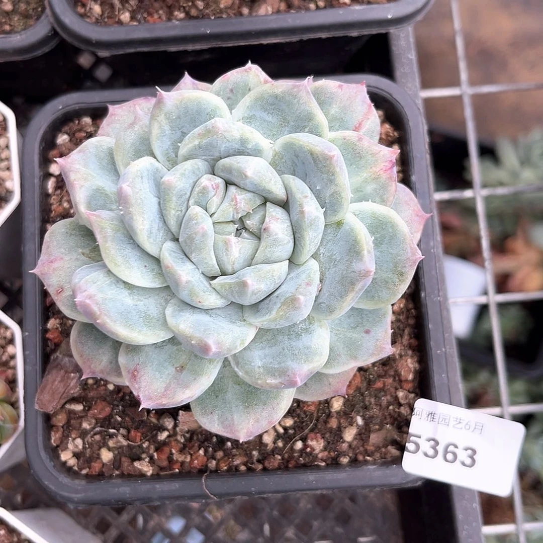 阿雅园艺。    5363石化佳人