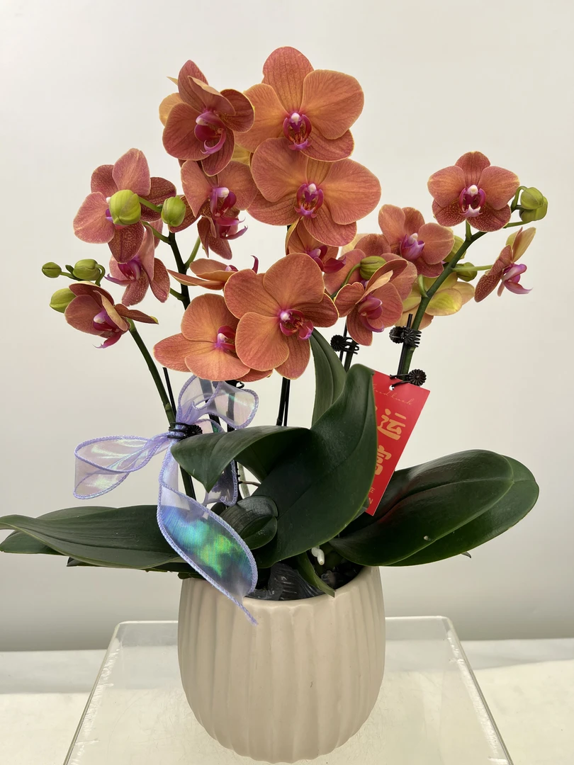 蝴蝶兰【金桔】鲜花盆栽室内观赏花花佛山基地直发好养易活
