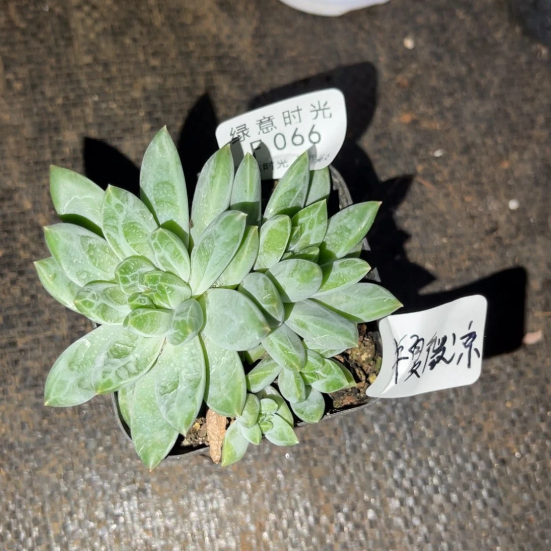 半**凉066 带陶瓷盆发货 满28包邮