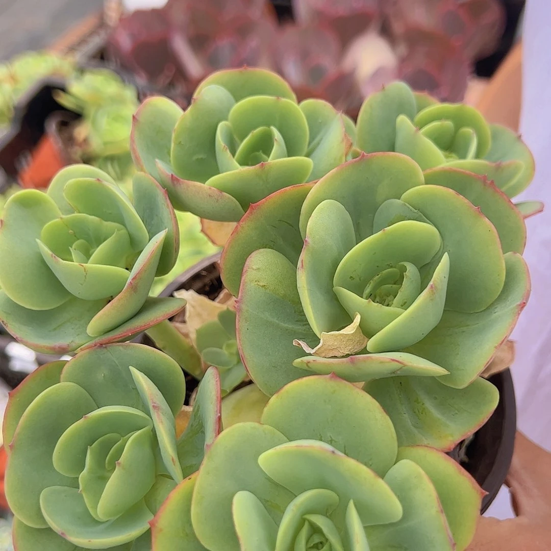 鸡蛋碧桃 多头大盆群