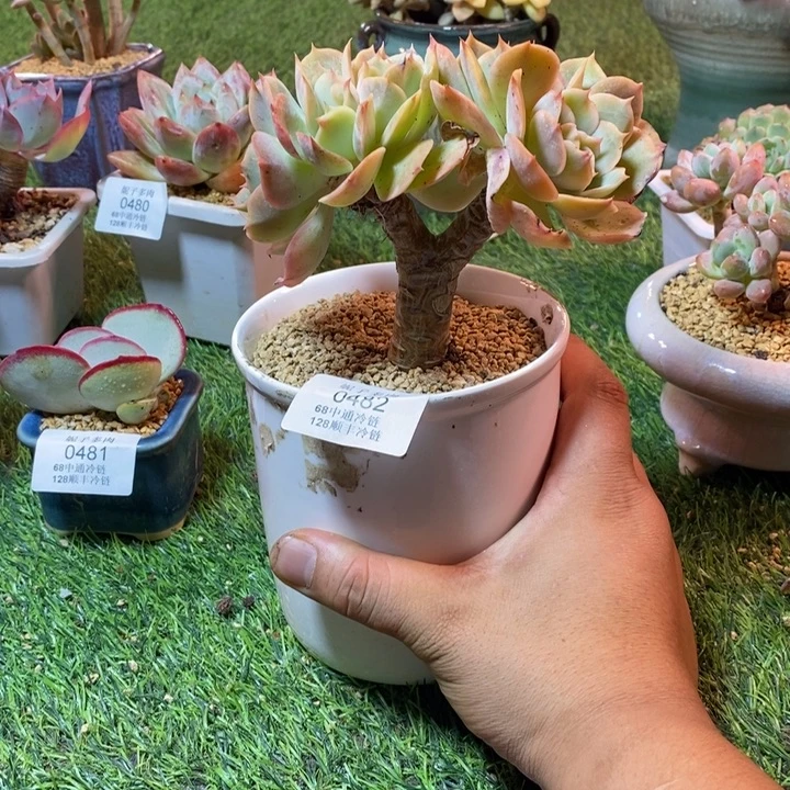 0482啊啊啊啊啊啊啊啊啊啊