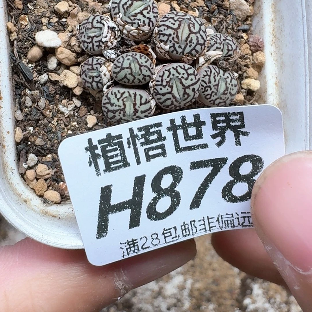 多肉植物的润泽发发