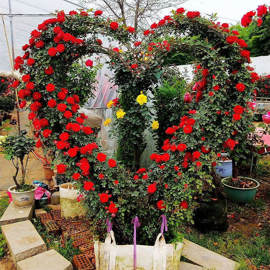 成品大爱心爬藤月季