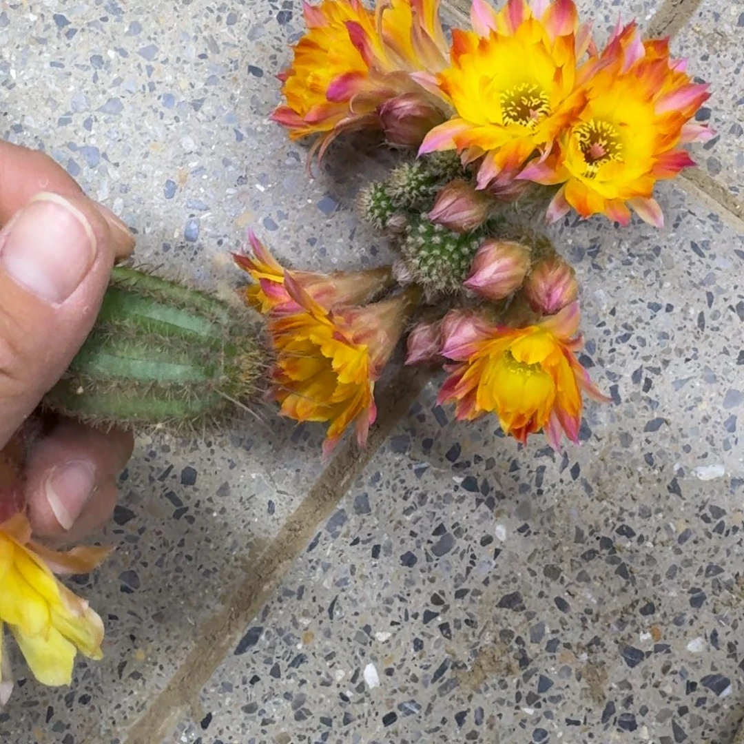 210白檀吕火焰3个无根侧牙很小，20包邮