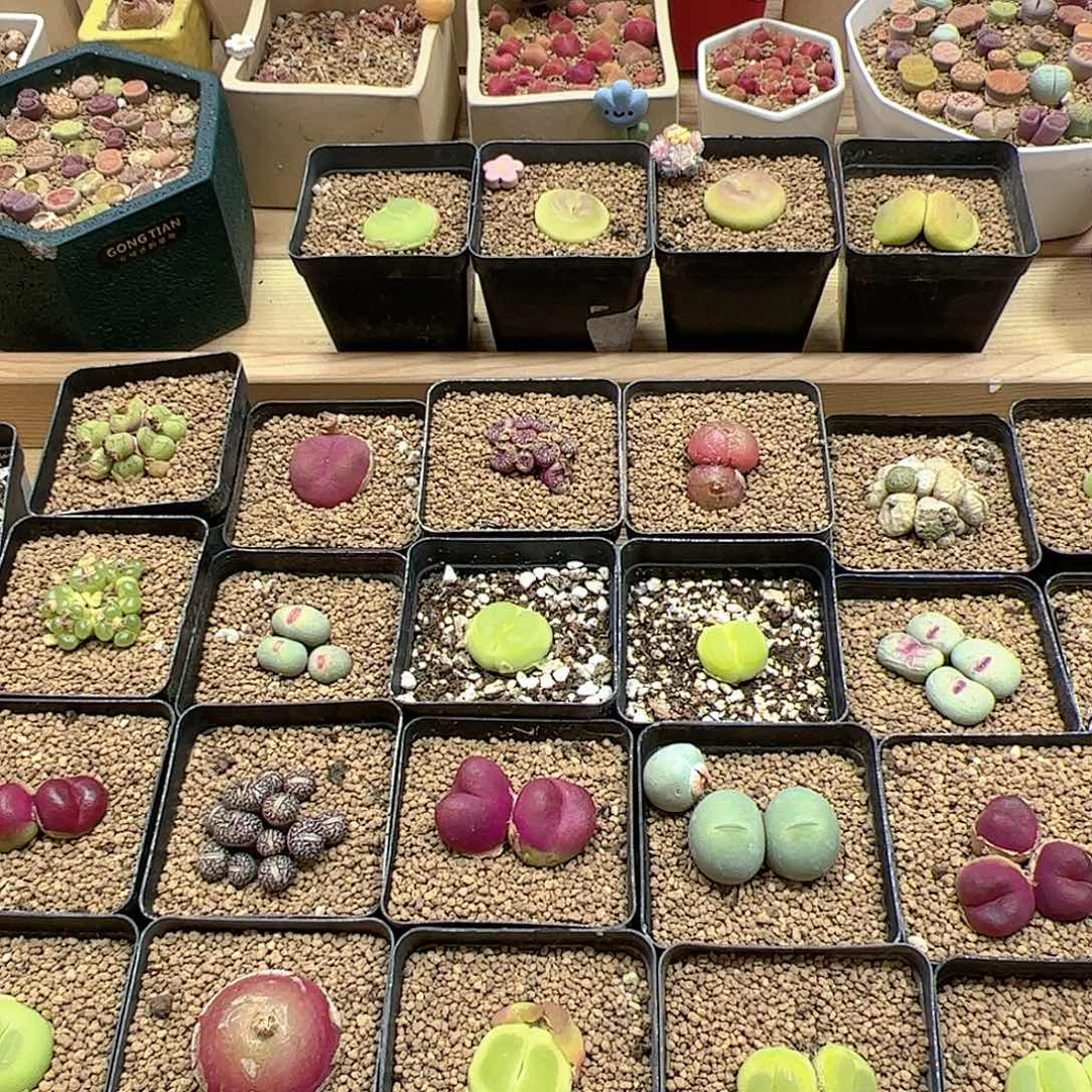 【闪购商品】小**儿20元