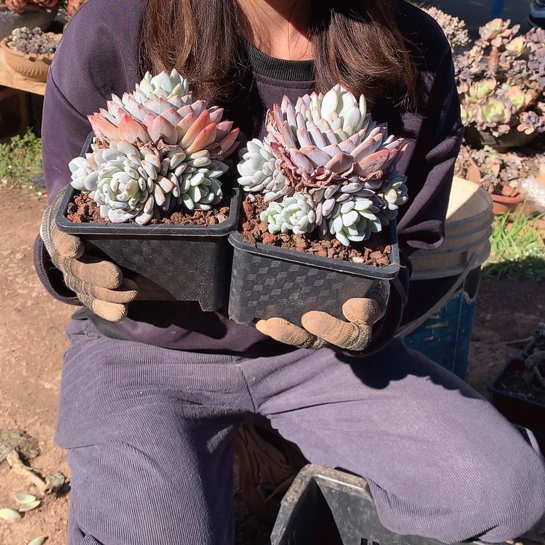 星星橙9.9米  年底福利