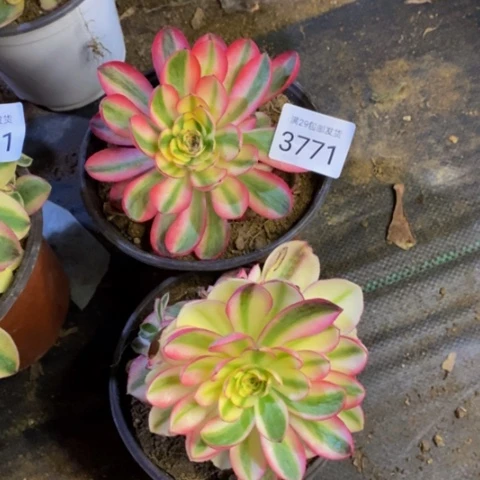 两盆倾城多肉3771