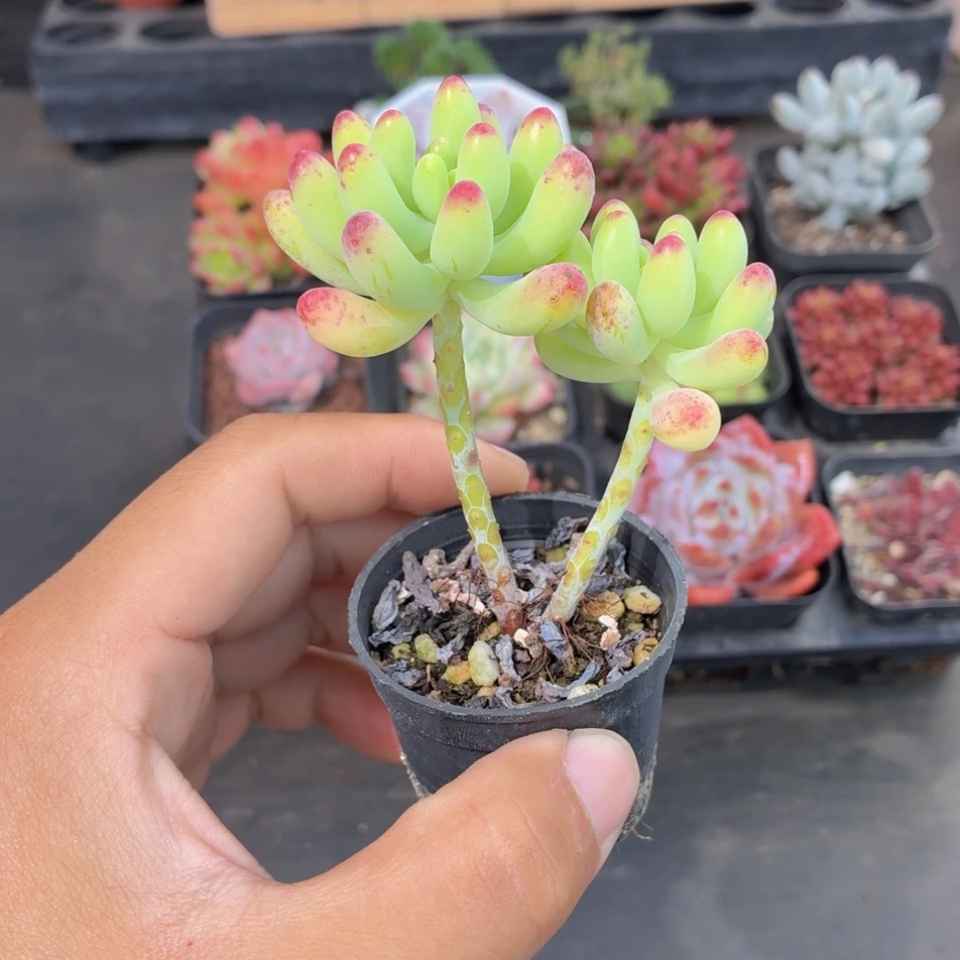 乙女心多肉9.9包邮发货