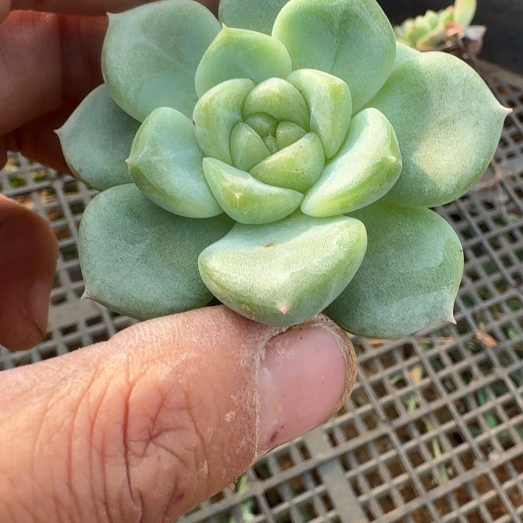 多肉杂交一物一拍侧门右五18-106