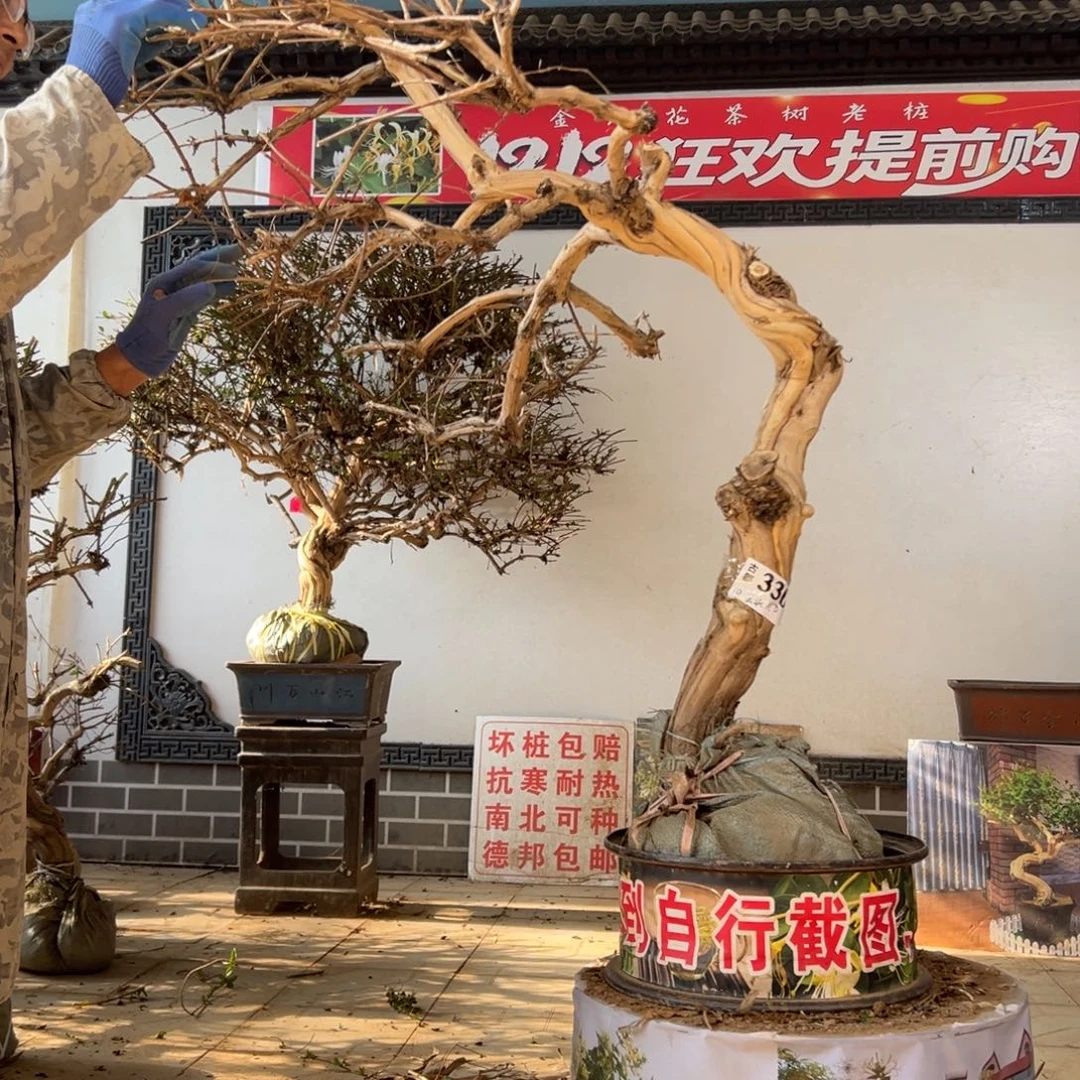 无花朵金银花开花5888566