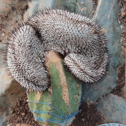 121仙人球的比赛中获得