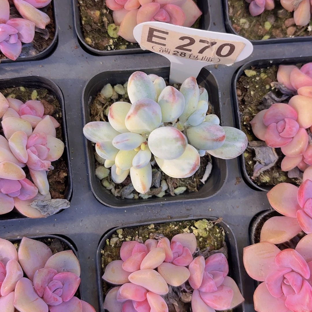 E270乒乓锦一物语拍