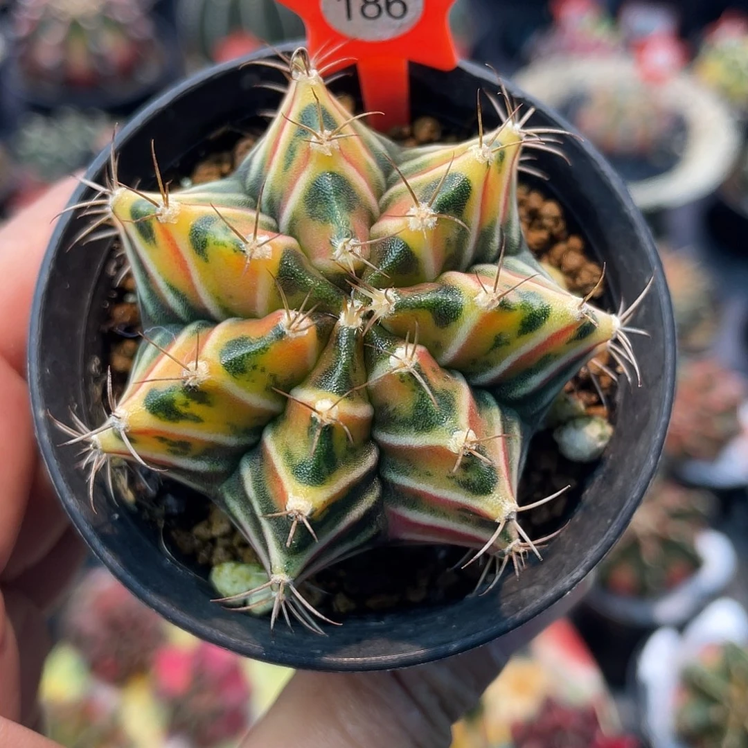 1-186米哈锦5.6厘米