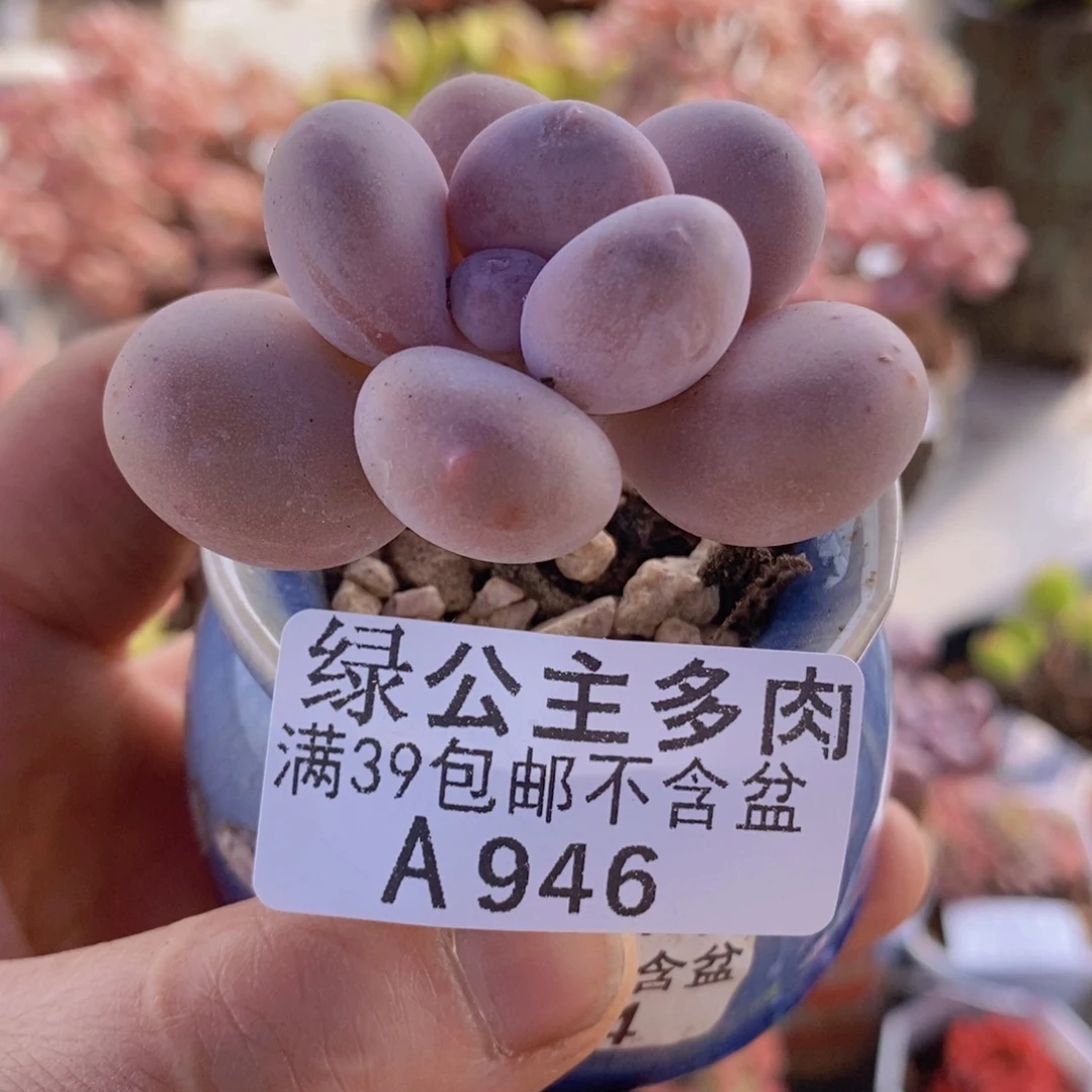 蛋黄奶单头946多肉植物