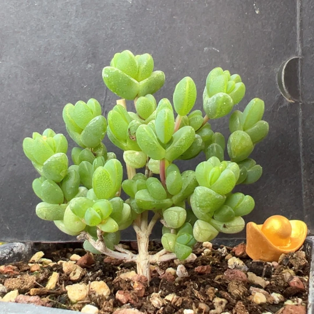 【闪购商品】dy6304小元宝冠幅5cm