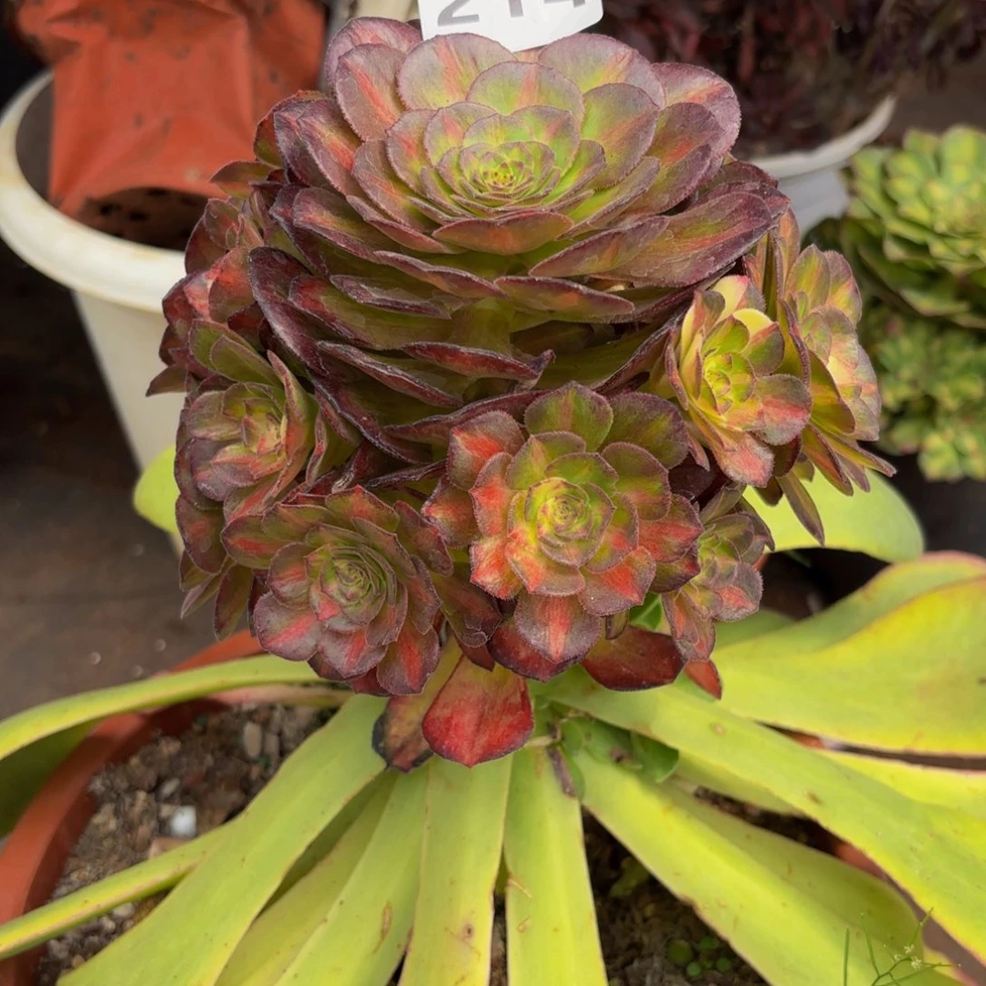 上**仪214多肉植物海王七彩无根