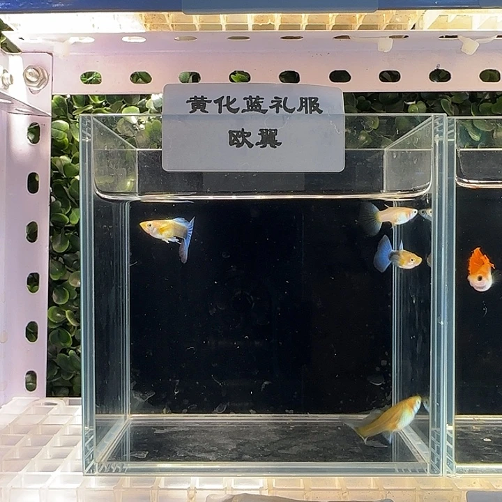 孔雀鱼黄化蓝礼服欧翼两对