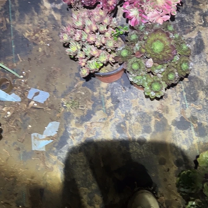 一单包邮不包侧枝21