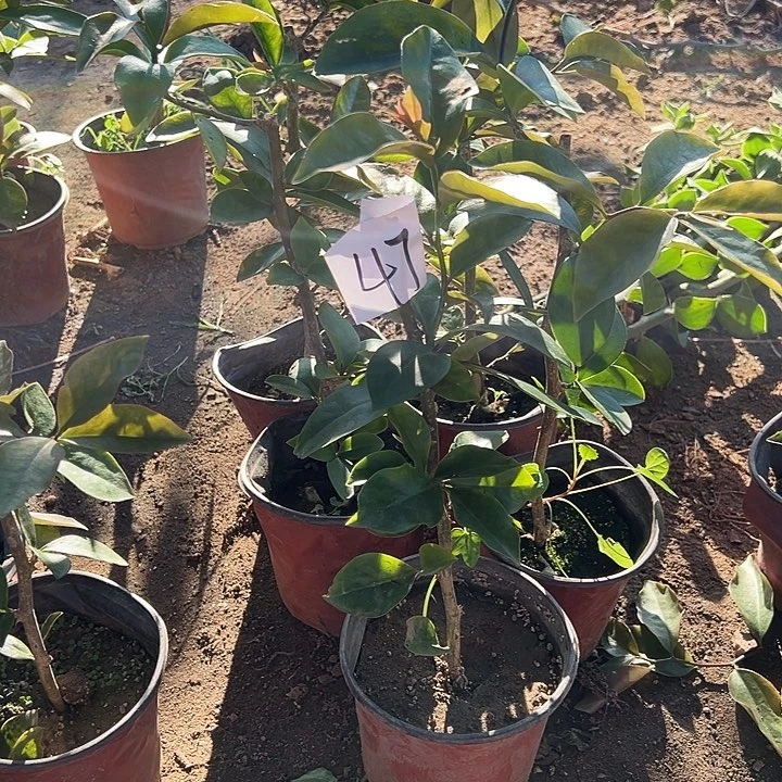 五颗矮的叶仙编号47