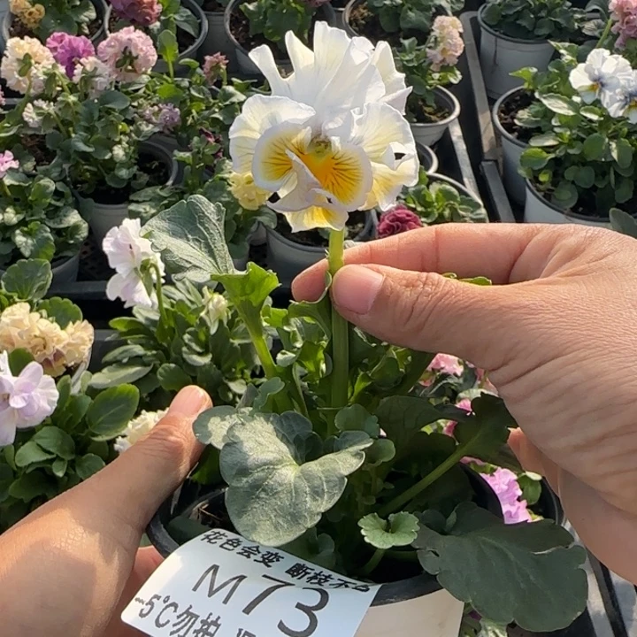 方***瑜无花朵M073角堇小苗一物一拍默认苗晃