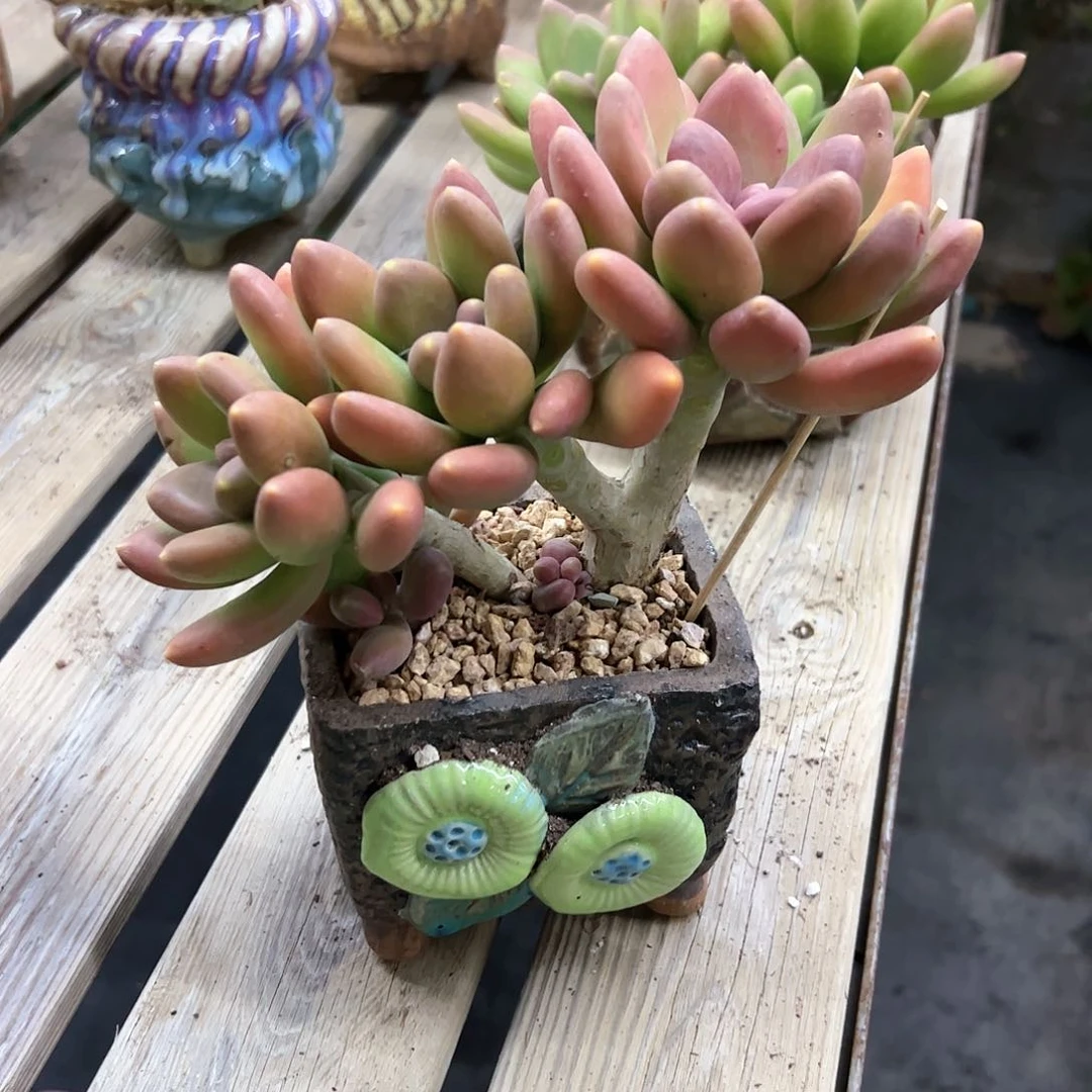 金蟾38零零多肉植物