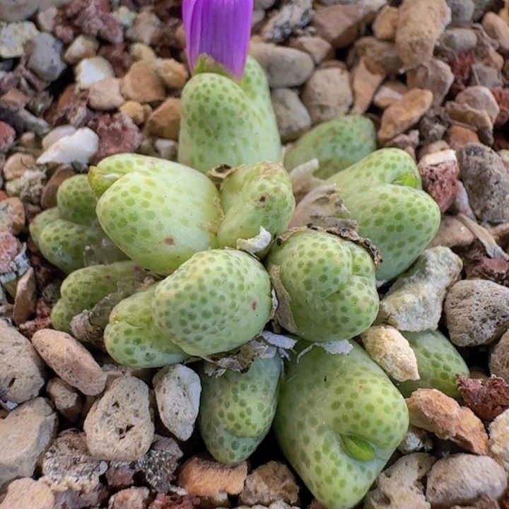 112 草莓斑马。