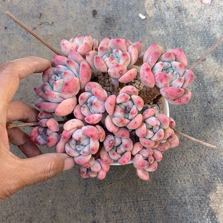 l***a多肉植物一物一拍