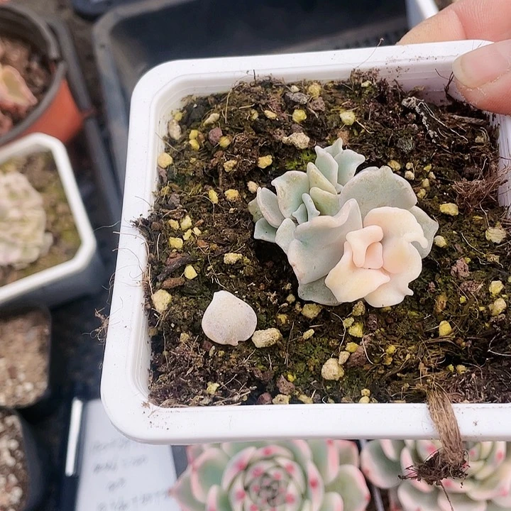 白饺子皮锦15888888888