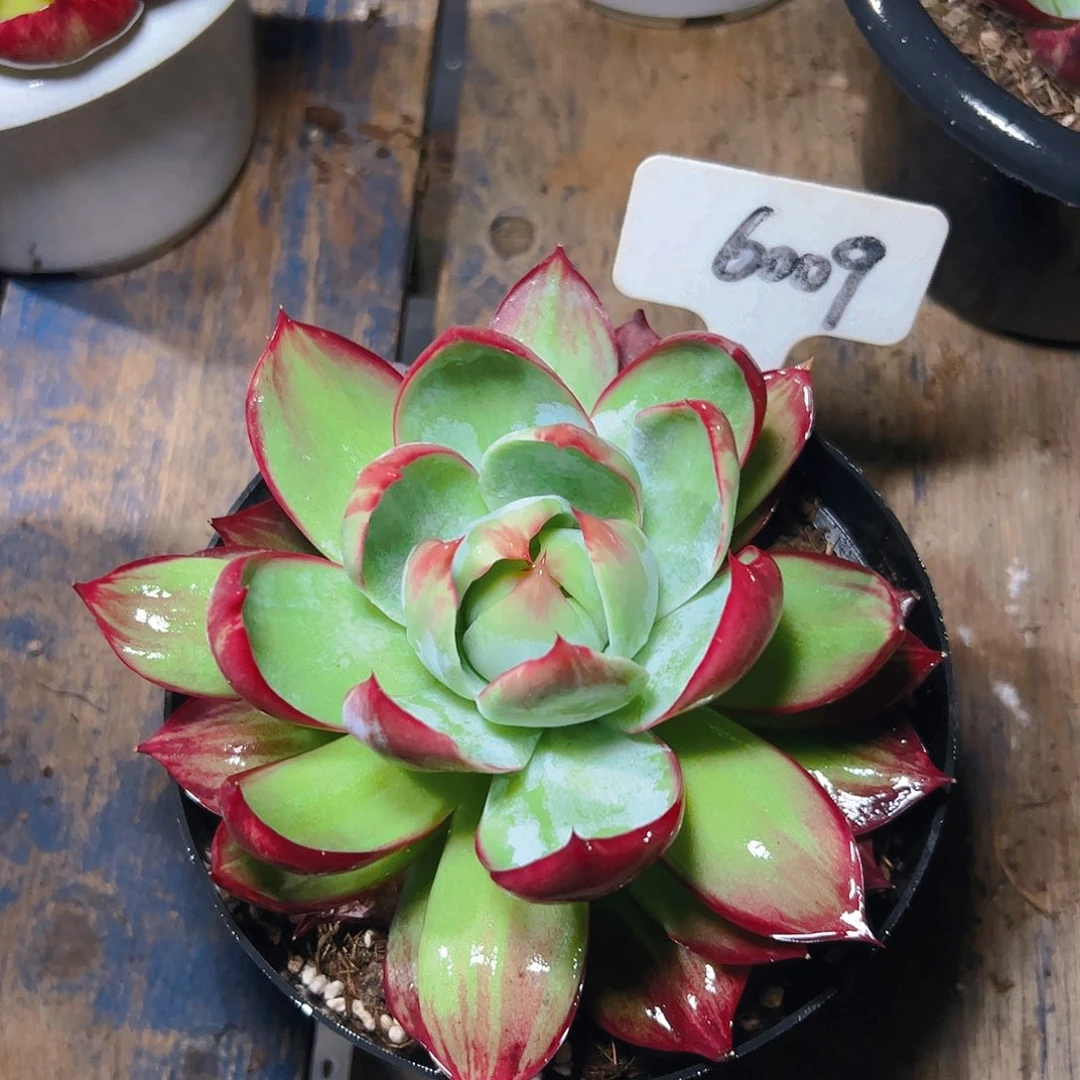 惊鸿仙子一物一拍6009号