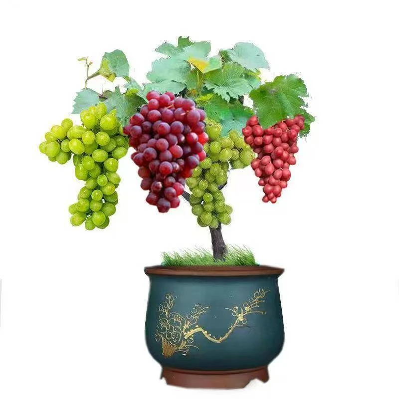 新品种葡萄苗葡萄树苗盆栽地栽庭院种植葡萄苗南方北方种植葡萄苗