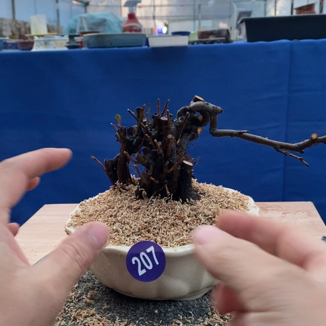 红陶金*眉红红火火过大年207