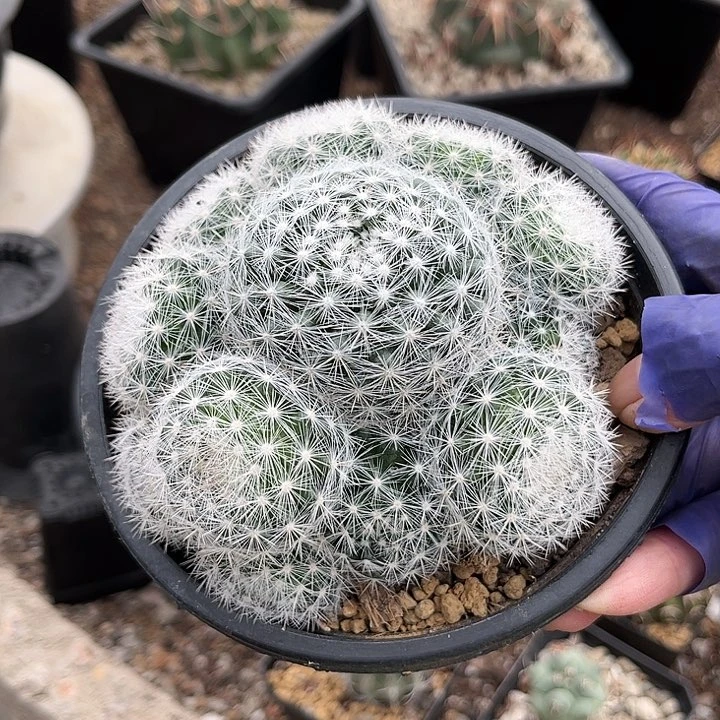 天****子111111111111