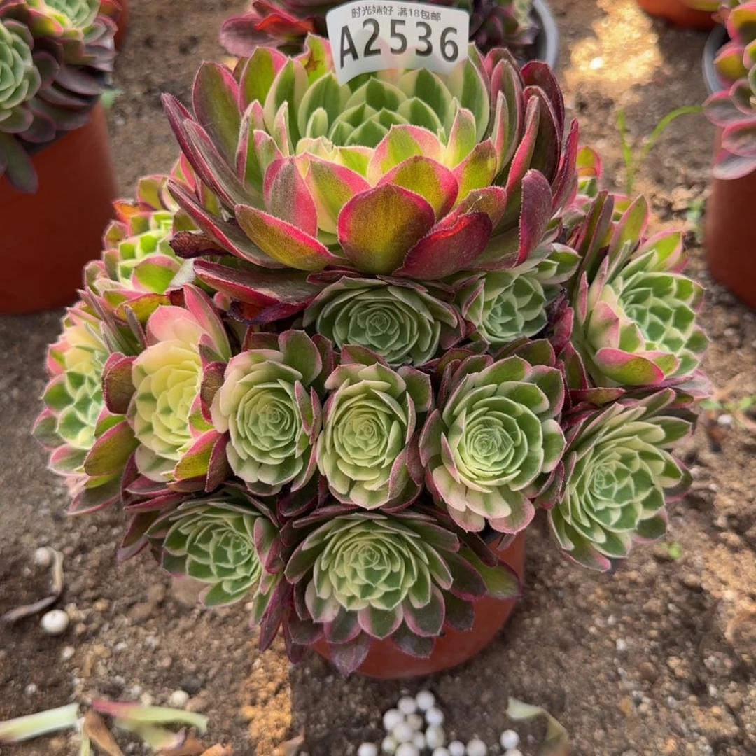 2536海王。多肉植物