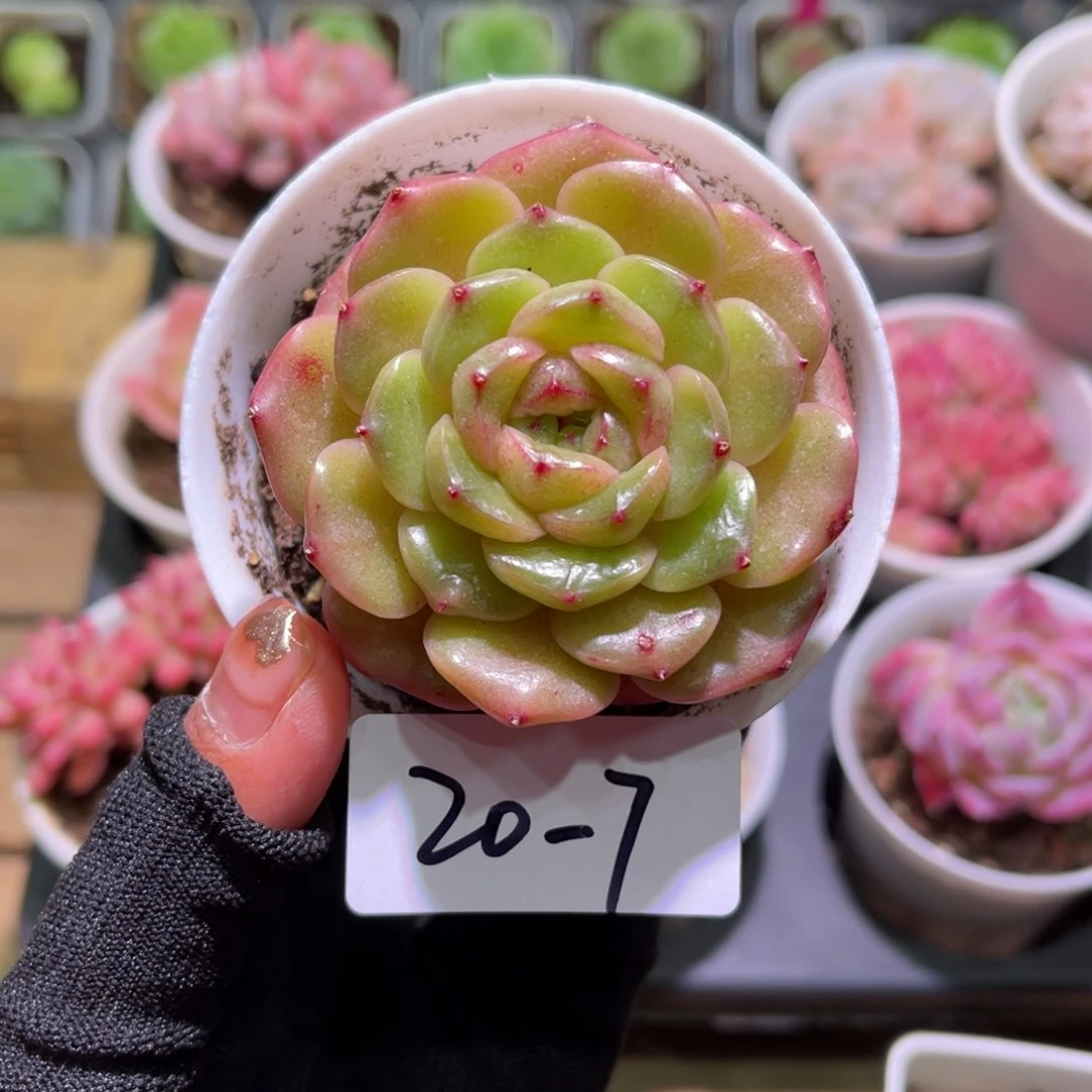 花20-07新品单头