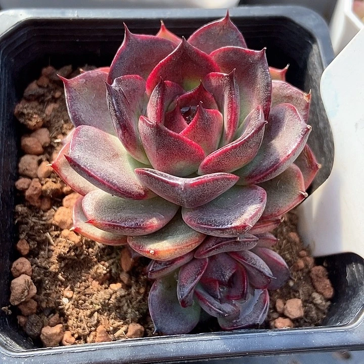 多肉植物衫果123