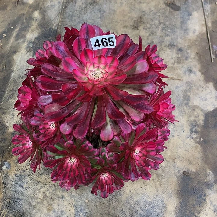 快**人多肉红铜白465000