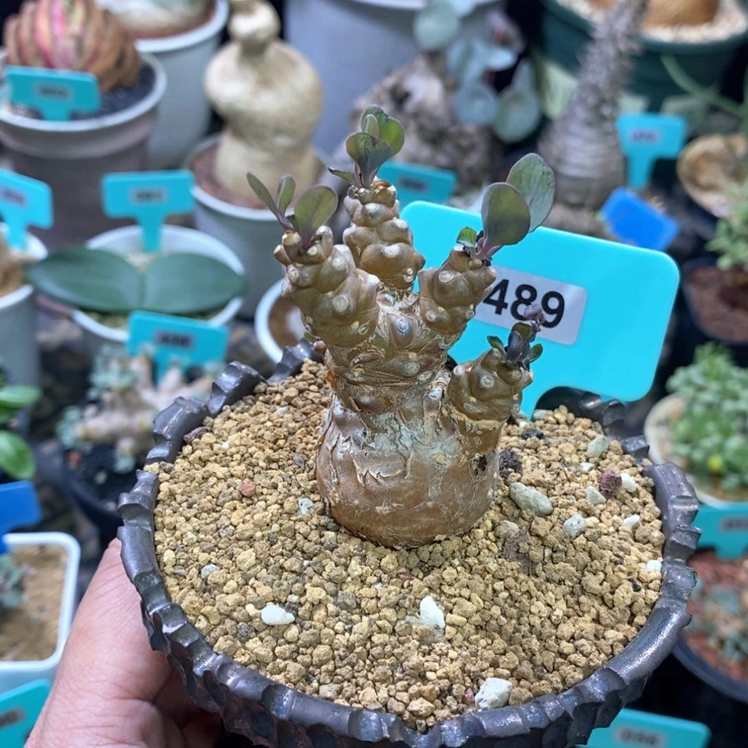 蛮鬼塔杂多肉植物