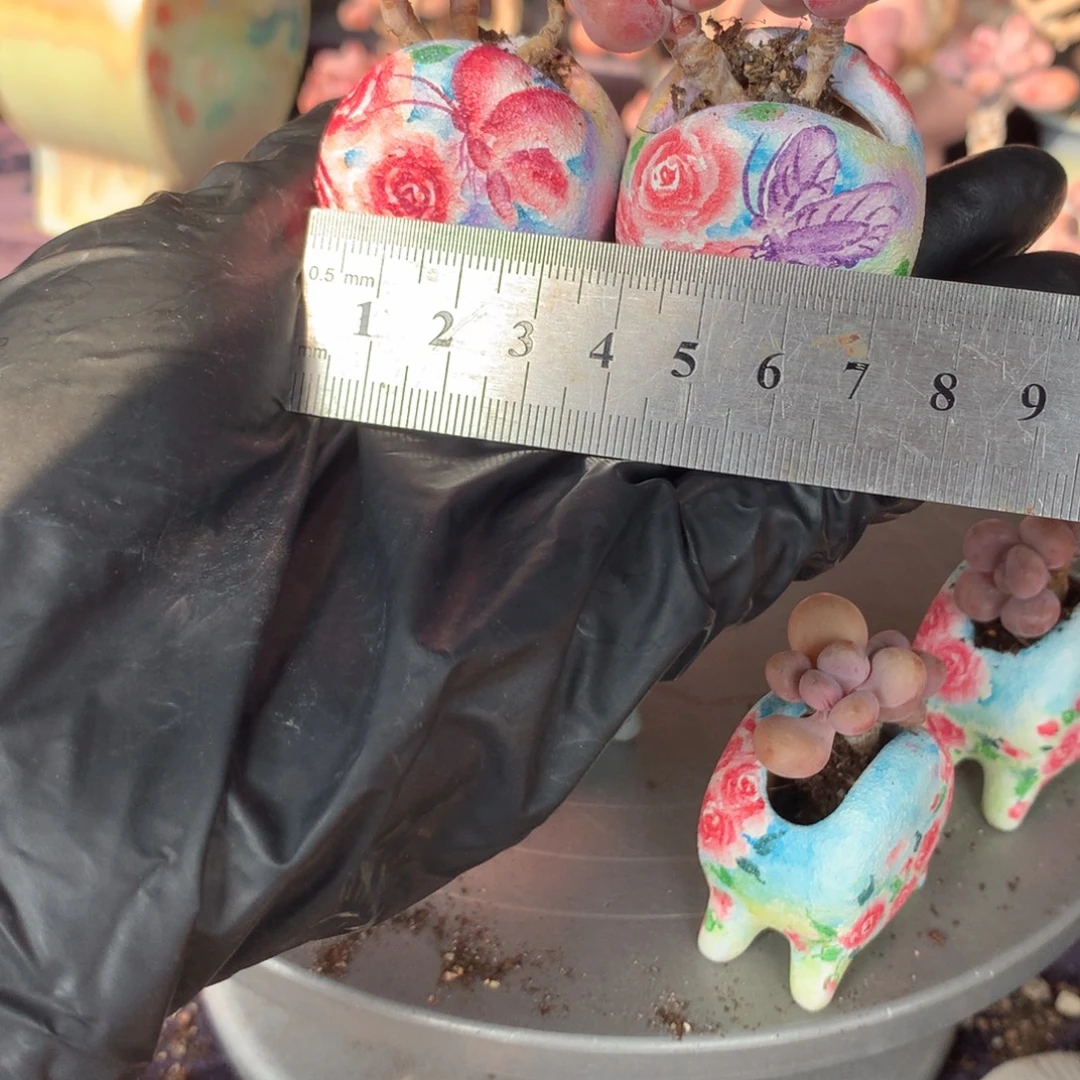 雪***子2颗带盆偏远不包邮的的