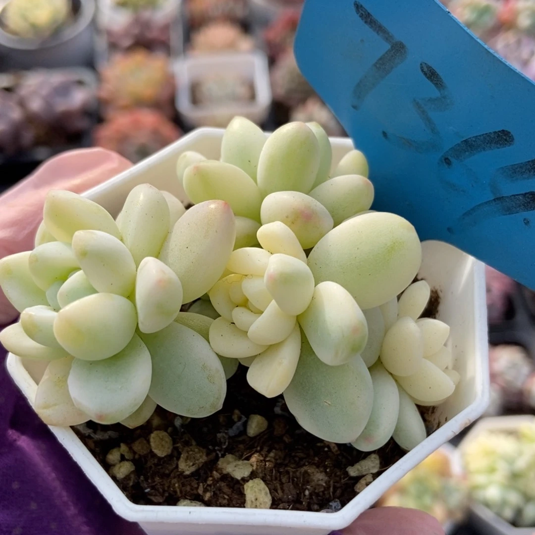 7364劳尔锦多肉植物