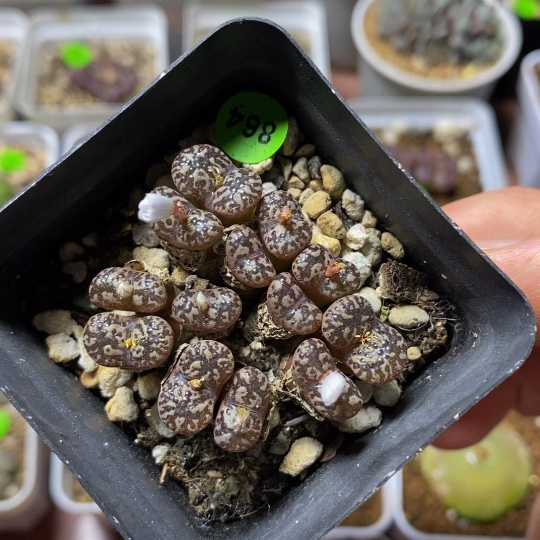 漂漂亮亮多肉植物864
