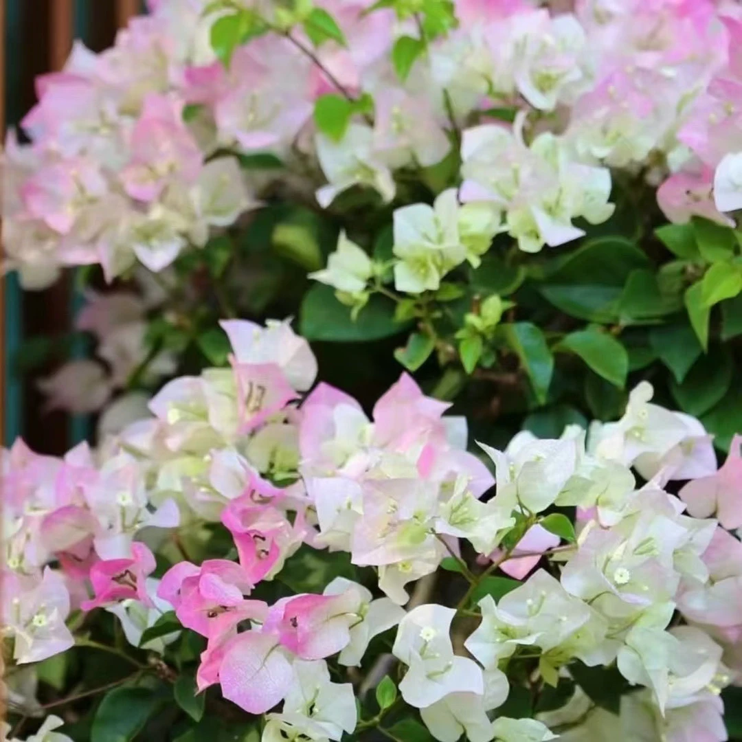 【绿樱】原生袋苗三角梅梅影专享