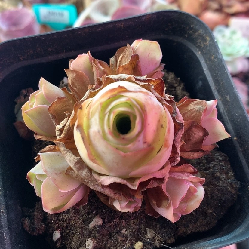 【闪购商品】福利403