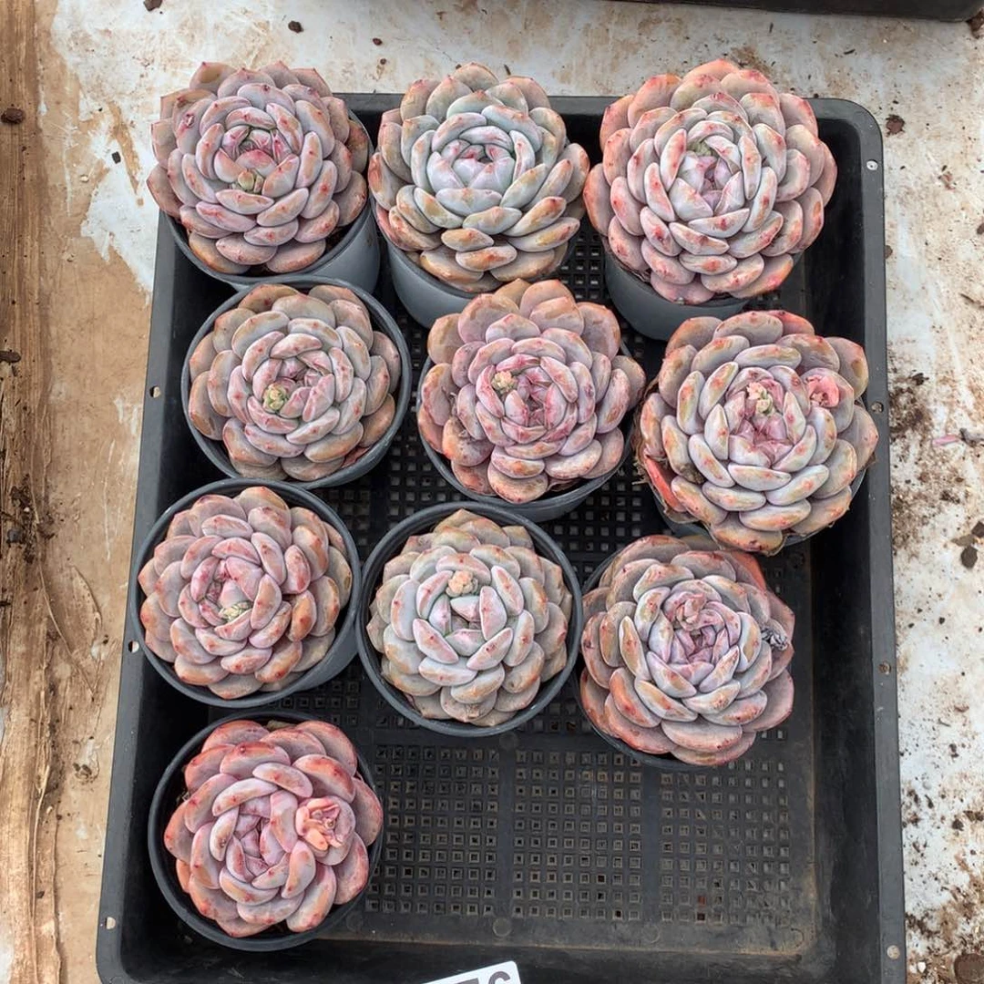 10颗星影多肉，476