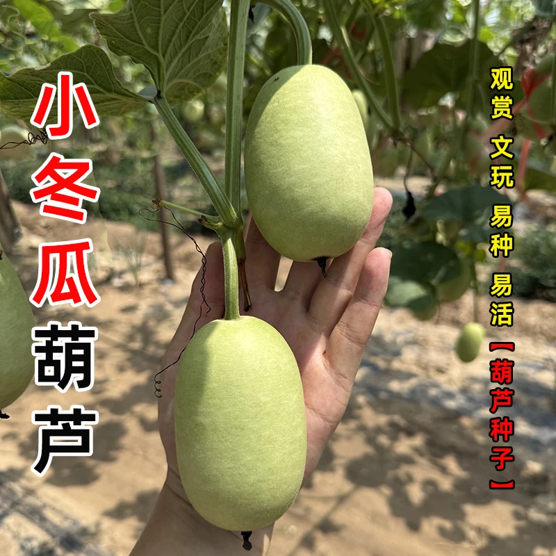 小冬瓜葫芦种子 对花提纯葫芦种子