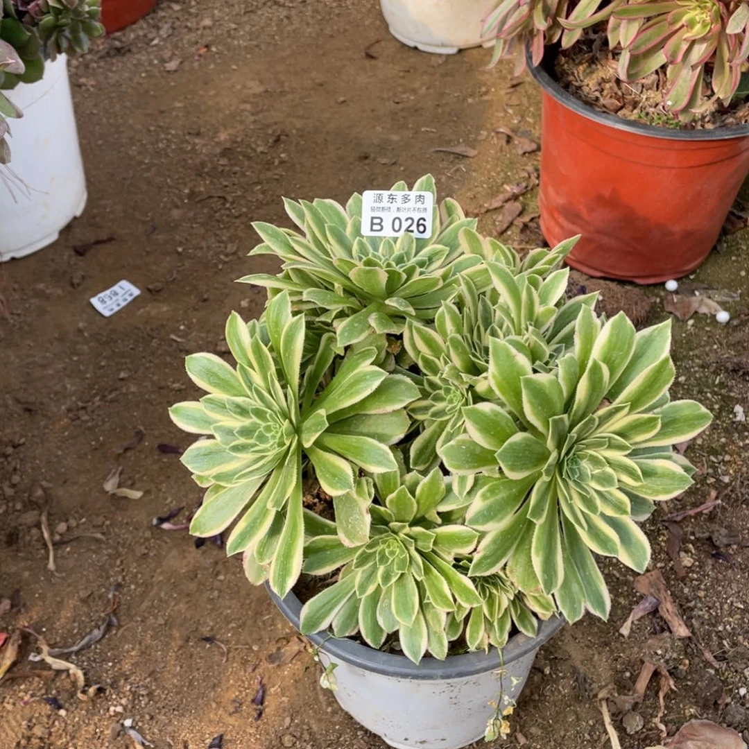 026彦宁多肉法师断枝不包