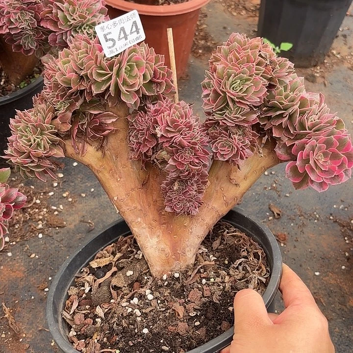 544粉女郎缀化诺米多肉法师锦不包侧枝断枝