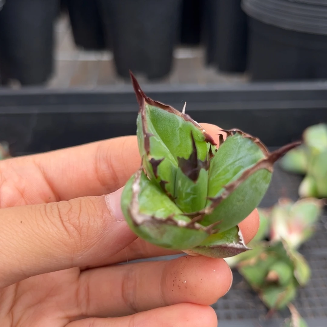 龙舌兰仁王冠芽子