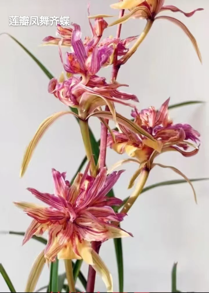 莲瓣兰 （凤舞奇蝶）  3苗草连体特壮