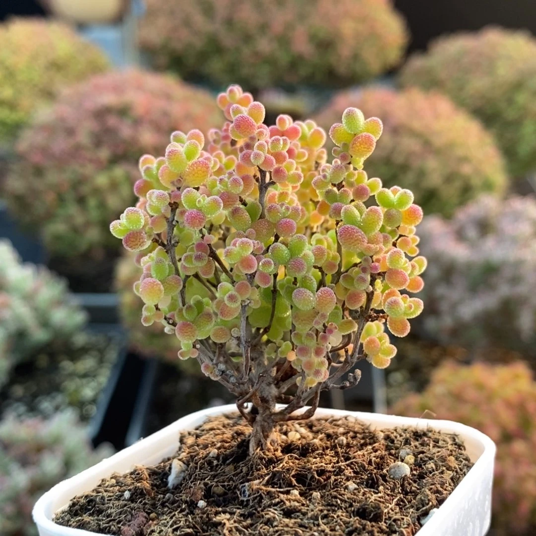 蜜橘糖球3101枝干番杏